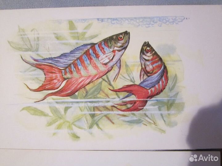 Открытки. Рыбки