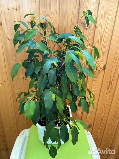 Фикус бенджамина, 600 пушистый, одноствольный 300