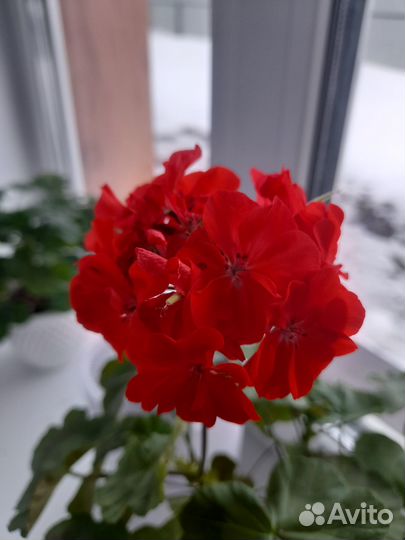 Пеларгония,герань