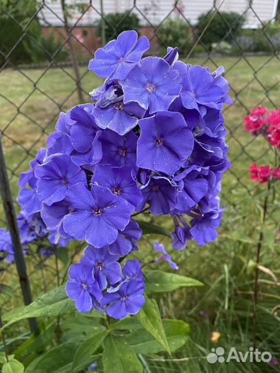 Флоксы синие отдельно выращенные