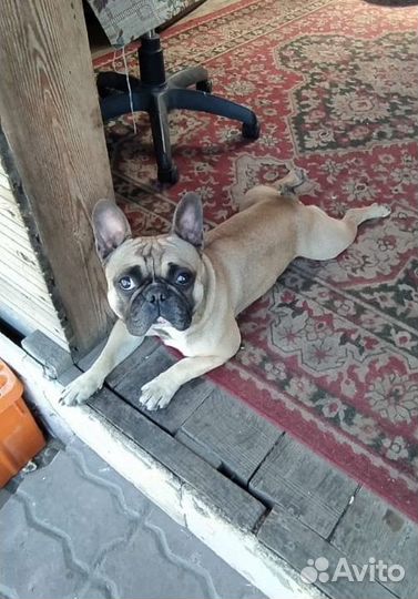 Вязка француза