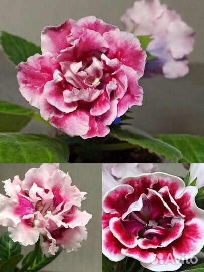 Мини глоксиния клубеньки