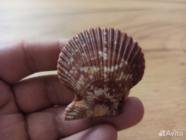 Морская раковина