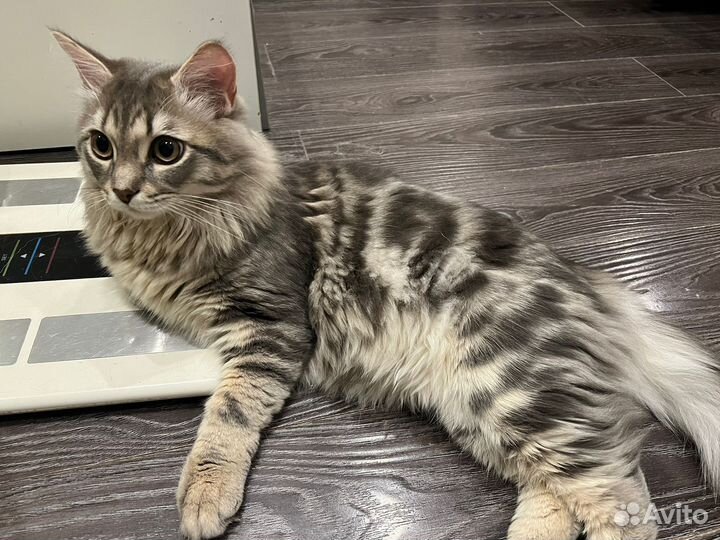 Сибирский кот вязка