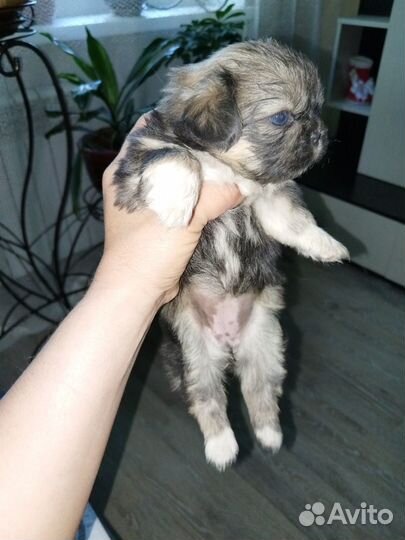 Щенки пекинеса