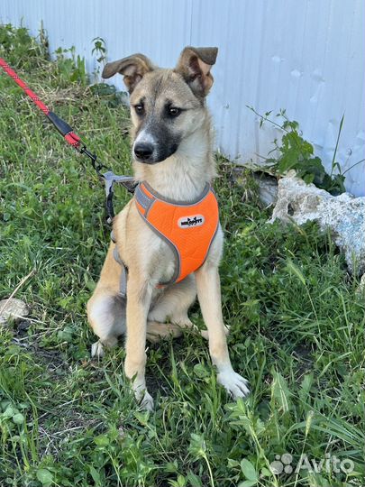 Щенок подросток в добрые руки