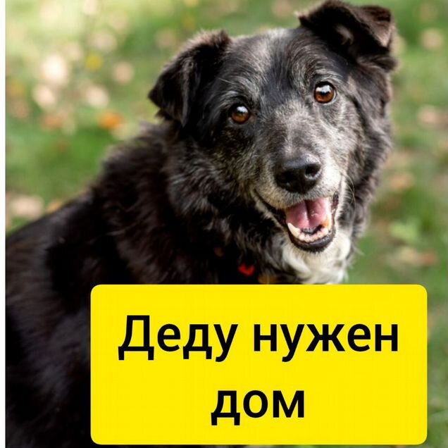 Взрослый пёс в добрые руки