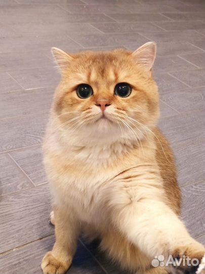 Вязка британец