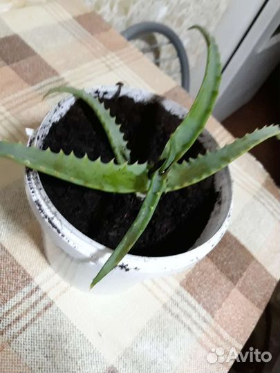 Алоэ столетник древовидный