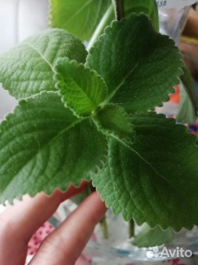 Отдам много комнатной мяты