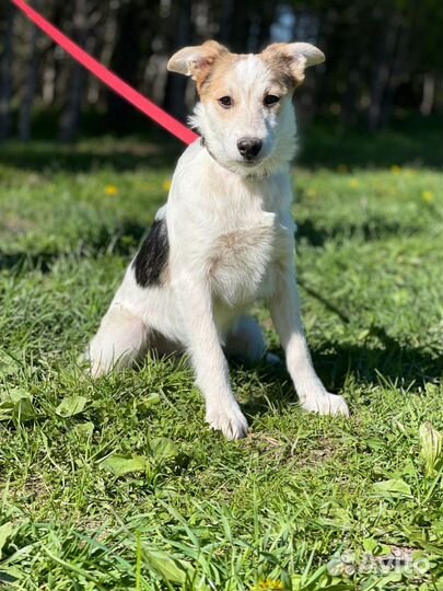 Щенок в добрые руки бесплатно из приюта