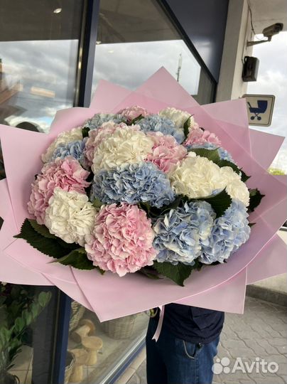 Голландский Гортензия