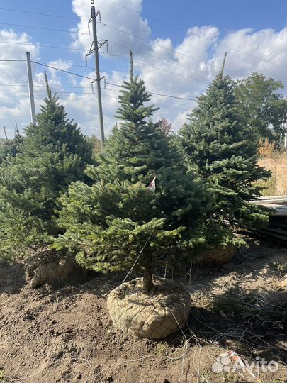 Ель голубая