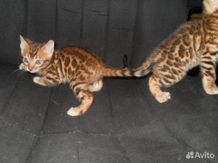 Бенгальские котята