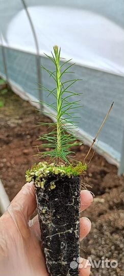 Саженцы сосны обыкновенной зкс оптом