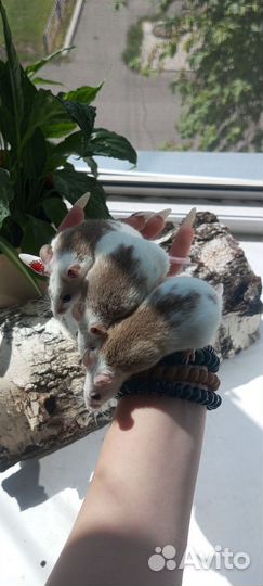 Мыши мастомисы