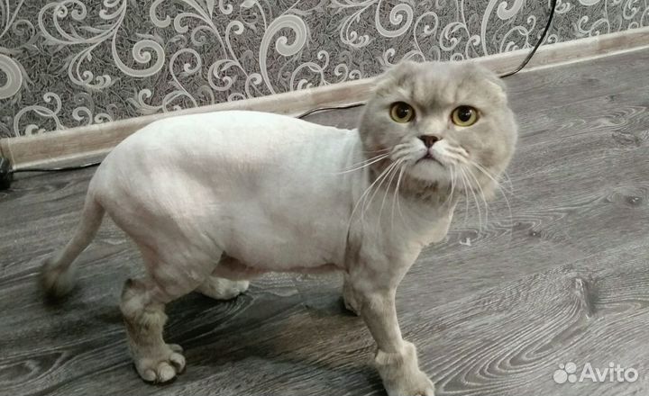 Стрижка кошек и котов на дому. Все р-ны С-Пб