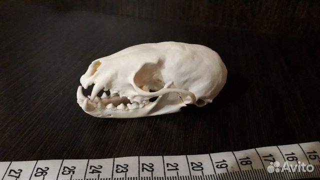 Череп соболя