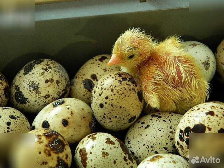 Перепел яйцо цыплята несушка