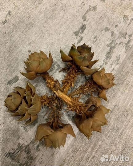 Шишки араукарии