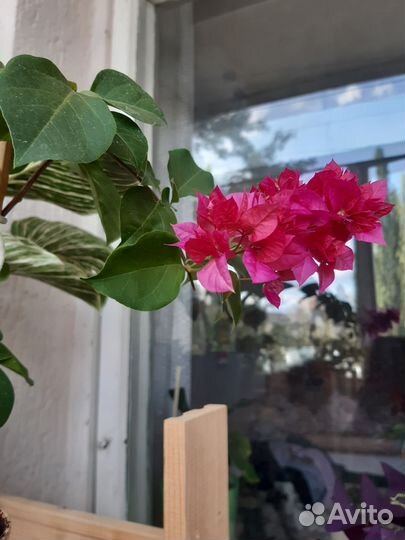 Строманта, бугенвилия