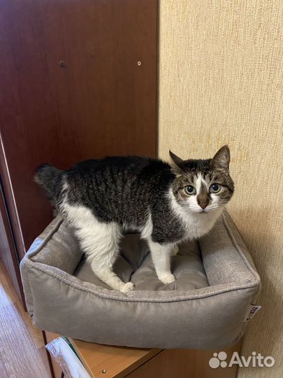 Лежанка для кошек