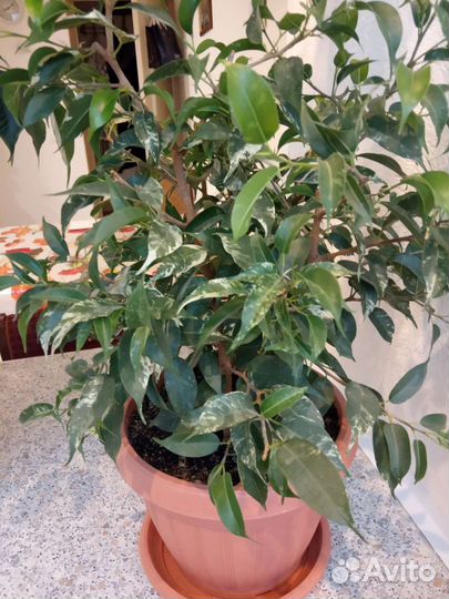 Фикус бенджамина наташа