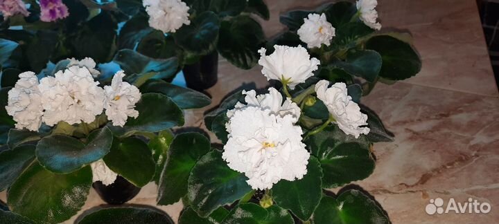 Цветущие фиалки