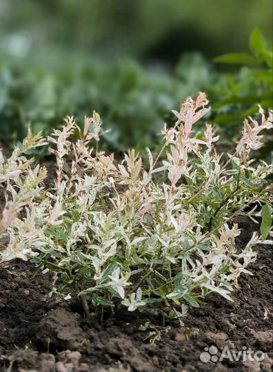 Декоративные кустарники