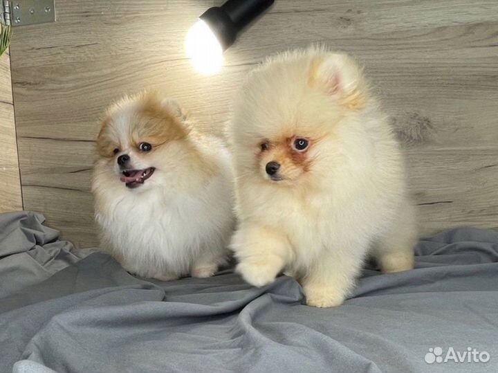 Купить щенка померанского шпица в питомнике