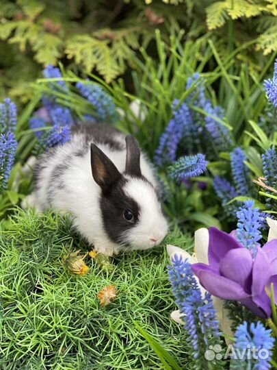 Настоящие мини кролики