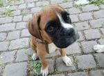 Продается 6-месячный щенок немецкого боксера