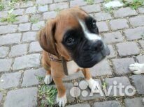 Продается 6-месячный щенок немецкого боксера объявление продам
