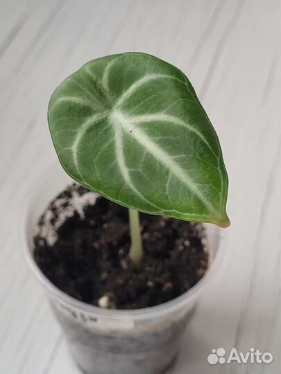 Замиокулькас Мидори,Замикро Дарк,Зензи,Равен