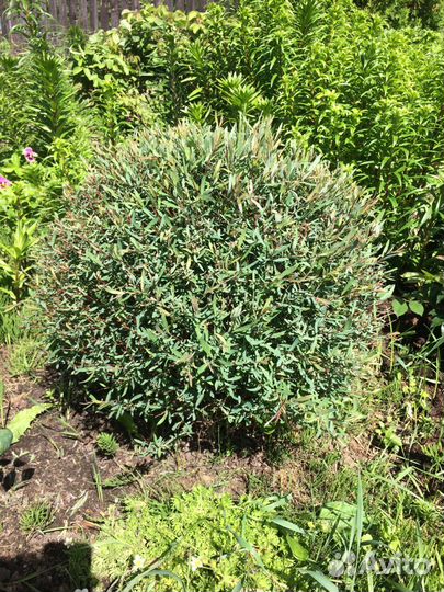 Ивы шаровидные Нана Грацилис и Хакуро Нишики