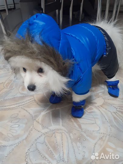 Зимний костюм для щенка, без ботинок