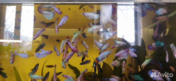 Рыбка петушок