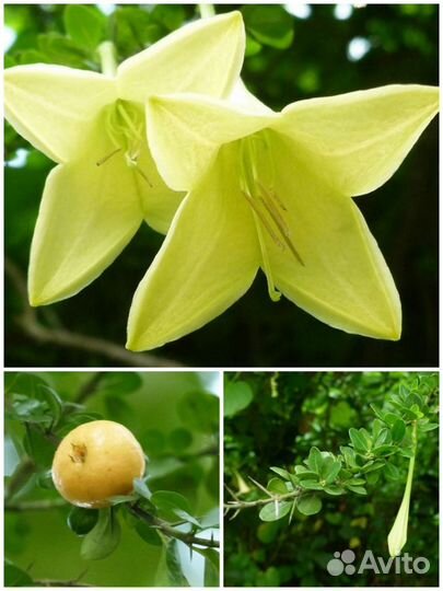 Редкие экзотические комнатные растения