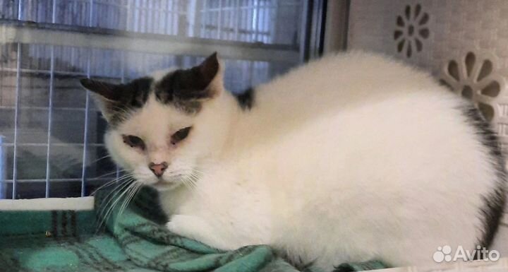 Коты в добрые руки