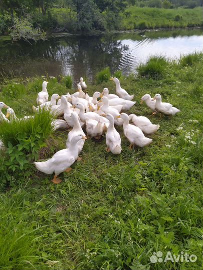 Овцы бараны