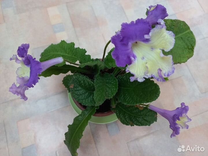 Стрептокарпусы