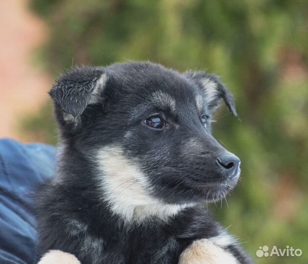 Собачки в добрые ручки Девчушки-чернушки