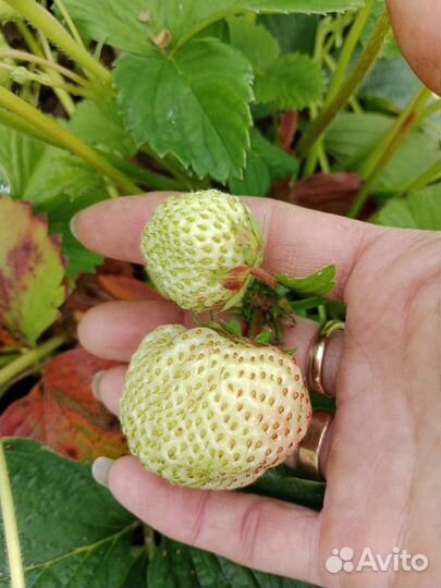 Клубника усы с корнями