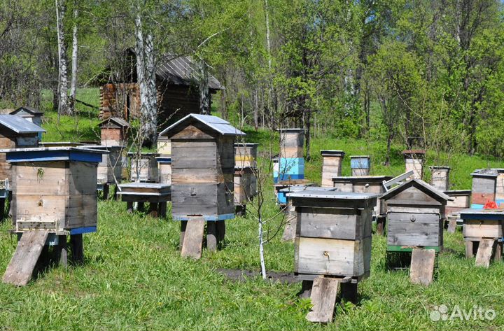 2024 Мёд натуральный из Алтая оптом