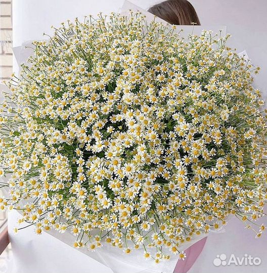 Цветы ромашки