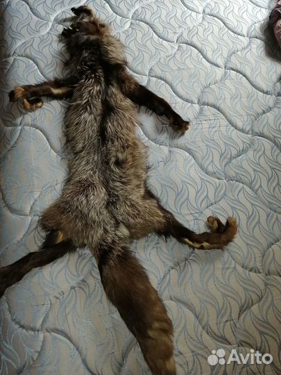 Шкура лисы чернобурки