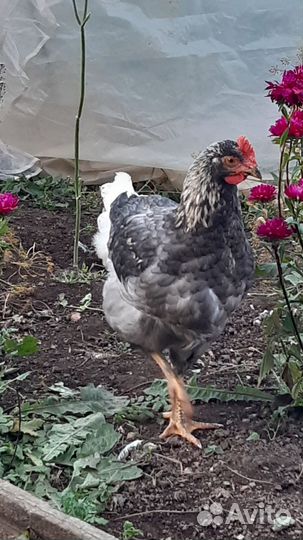 Молодые петушки