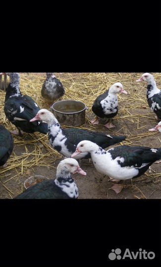 Мускусные утки