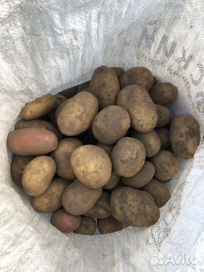 Продажа Домашнего Картофеля