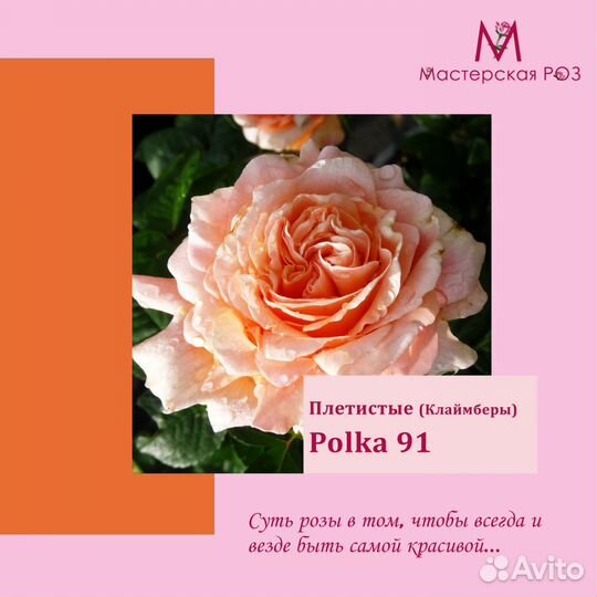 Саженцы роз плетистая